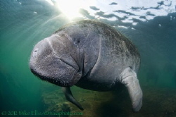 Fuzzy nose Manatee,........Keeping warm during the winter... by Mike Ellis 